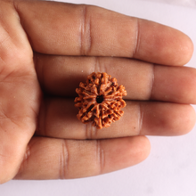 Load image into Gallery viewer, 8 Mukhi Nepalese Rudraksha - Bead No. 478