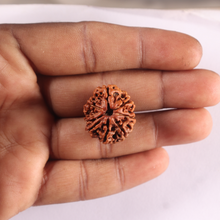 Load image into Gallery viewer, 8 Mukhi Nepalese Rudraksha - Bead No. 492