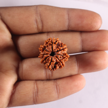 Load image into Gallery viewer, 8 Mukhi Nepalese Rudraksha - Bead No. 489