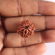 Load image into Gallery viewer, 9 Mukhi Nepalese Rudraksha - Bead No. 489