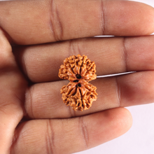 Load image into Gallery viewer, Gaurishanker Nepalese Rudraksha Bead No. - 260