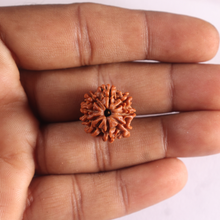 Load image into Gallery viewer, 9 Mukhi Nepalese Rudraksha - Bead No. 495