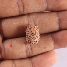 Load image into Gallery viewer, 15 Mukhi Indonesian Rudraksha - Bead No. 319