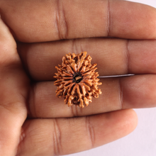 Load image into Gallery viewer, 12 Mukhi Nepalese Rudraksha - Bead No 404