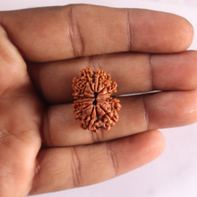 Load image into Gallery viewer, 12 Mukhi Nepalese Rudraksha - Bead No 407