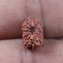 Load image into Gallery viewer, 14 mukhi Indonesian Rudraksha - Bead No. 444