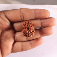 Load image into Gallery viewer, 13 Mukhi Nepalese Rudraksha - Bead No. 391
