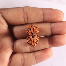 Load image into Gallery viewer, Gaurishanker Nepalese Rudraksha Bead No. - 259