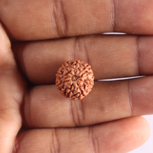 Load image into Gallery viewer, 9 Mukhi Rudraksha from Indonesia - Bead No. 247
