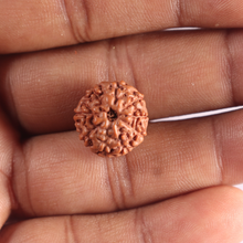 Load image into Gallery viewer, 9 Mukhi Rudraksha from Indonesia - Bead No. 241