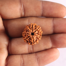 Load image into Gallery viewer, 9 Mukhi Ganesh Nepalese Rudraksha - Bead No. 496