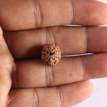 Load image into Gallery viewer, 10 Mukhi Rudraksha from Indonesia - Bead No. 221