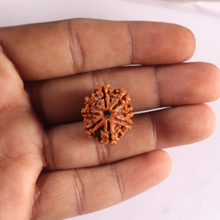 Load image into Gallery viewer, 8 Mukhi Nepalese Rudraksha - Bead No. 484