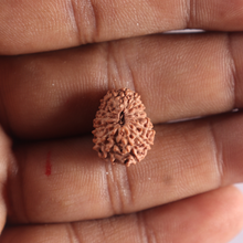 Load image into Gallery viewer, 15 Mukhi Indonesian Rudraksha - Bead No. 316