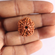 Load image into Gallery viewer, 8 Mukhi Nepalese Rudraksha - Bead No. 470