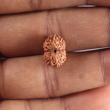 Load image into Gallery viewer, 15 Mukhi Indonesian Rudraksha - Bead No.328