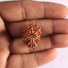 Load image into Gallery viewer, 12 Mukhi Nepalese Rudraksha - Bead No 405