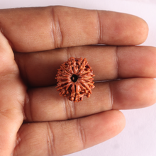 Load image into Gallery viewer, 13 Mukhi Nepalese Rudraksha - Bead No. 399