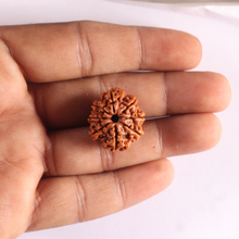 Load image into Gallery viewer, 8 Mukhi Nepalese Rudraksha - Bead No. 479