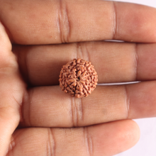 Load image into Gallery viewer, 9 Mukhi Rudraksha from Indonesia - Bead No. 237
