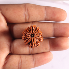 Load image into Gallery viewer, 9 Mukhi Nepalese Rudraksha - Bead No. 482
