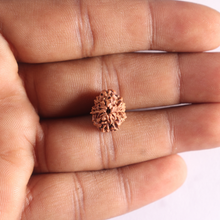 Load image into Gallery viewer, 10 Mukhi Rudraksha from Indonesia - Bead No. 224