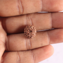 Load image into Gallery viewer, 10 Mukhi Rudraksha from Indonesia - Bead No. 218