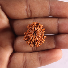 Load image into Gallery viewer, 12 Mukhi Nepalese Rudraksha - Bead No 403