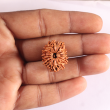 Load image into Gallery viewer, 13 Mukhi Nepalese Rudraksha - Bead No. 396