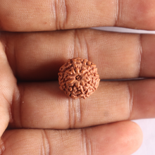 Load image into Gallery viewer, 9 Mukhi Rudraksha from Indonesia - Bead No. 235