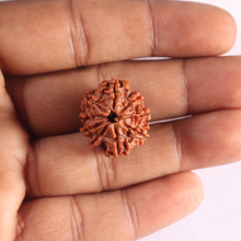 Load image into Gallery viewer, 9 Mukhi Nepalese Rudraksha - Bead No. 490