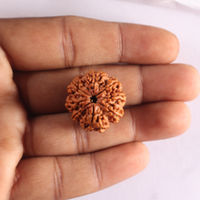 Load image into Gallery viewer, 8 Mukhi Nepalese Rudraksha - Bead No. 466