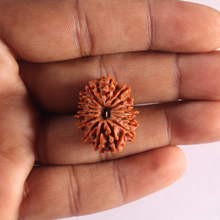 Load image into Gallery viewer, 15 Mukhi Rudraksha from Nepal - Bead No. 85