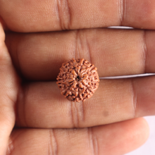 Load image into Gallery viewer, 9 Mukhi Rudraksha from Indonesia - Bead No. 244