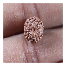 Load image into Gallery viewer, 14 mukhi Indonesian Rudraksha - Bead No. 398