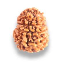 Load image into Gallery viewer, 9 Mukhi Nepalese Rudraksha - Bead No. 444