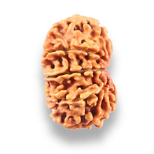 Load image into Gallery viewer, 10 Mukhi Nepalese Rudraksha - Bead No. 444