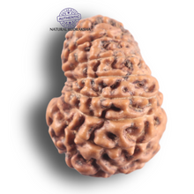 Load image into Gallery viewer, 16 Mukhi Rudraksha from Indonesia - Bead No. 346