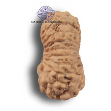 Load image into Gallery viewer, 21 Mukhi Indonesian Rudraksha - Bead No. 169