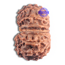 Load image into Gallery viewer, 15 Mukhi Indonesian Rudraksha - Bead No. 104