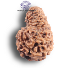 Load image into Gallery viewer, 16 Mukhi Rudraksha from Indonesia - Bead No. 347
