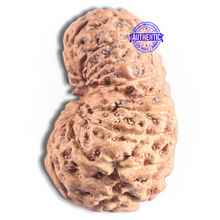Load image into Gallery viewer, 16 Mukhi Rudraksha from Indonesia - Bead No. 311