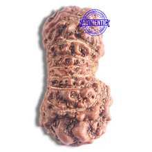 Load image into Gallery viewer, 16 Mukhi Rudraksha from Indonesia - Bead No. 110