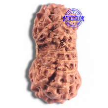 Load image into Gallery viewer, 16 Mukhi Rudraksha from Indonesia - Bead No. 185