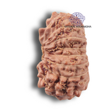 Load image into Gallery viewer, 17 Mukhi Rudraksha from Indonesia - Bead No. 287