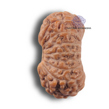 Load image into Gallery viewer, 17 Mukhi Rudraksha from Indonesia - Bead No. 285