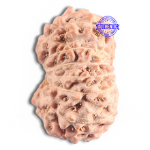 Load image into Gallery viewer, 16 Mukhi Rudraksha from Indonesia - Bead No. 312