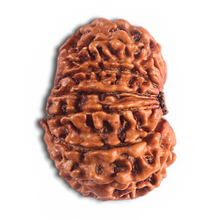 Load image into Gallery viewer, 14 Mukhi Nepalese Rudraksha - Bead No. 310