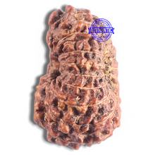 Load image into Gallery viewer, 16 Mukhi Rudraksha from Indonesia - Bead No. 223