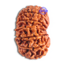 Load image into Gallery viewer, 14 Mukhi Nepalese Rudraksha - Bead No. 278
